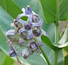 Calotropis Gigantea – Perfect to Feed All the Monarch Caterpillars