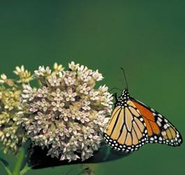 Create Habitat for Monarchs Butterflies by Growing Milkweed Plants