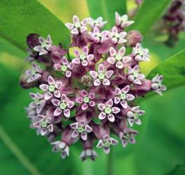 Milkweed plants : Some remedies and fun facts