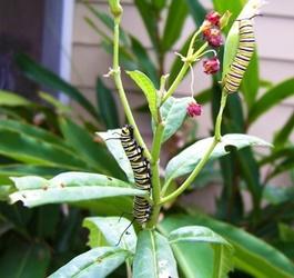 Know the steps to raise the monarch butterflies