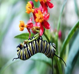 Growing Milkweed Plants for Monarch Butterflies