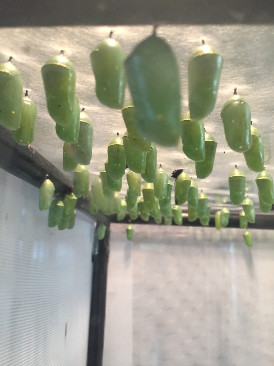 Monarch pupae
